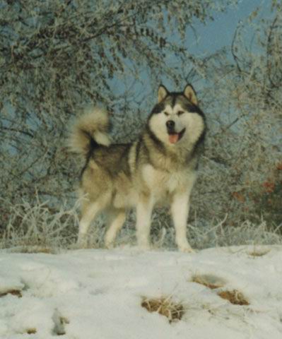 http://kutyak.3x.ro/alaszkai%20malamut.jpg